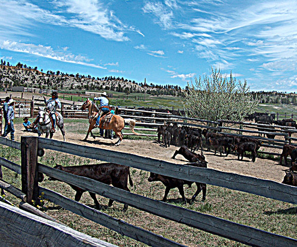 wiley_ranch-3